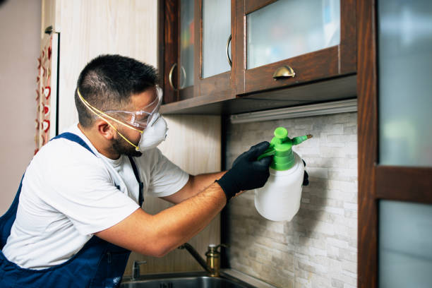 Flea Control Services in Walton Hills, OH