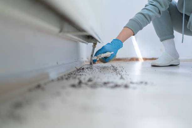 Best Wasp Removal Services  in Walton Hills, OH